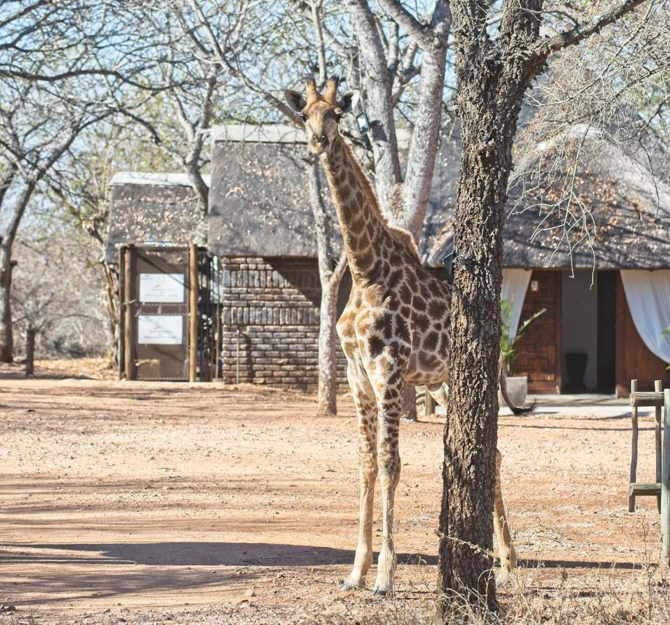 Tusk Bush Lodge Marloth Park Exterior foto